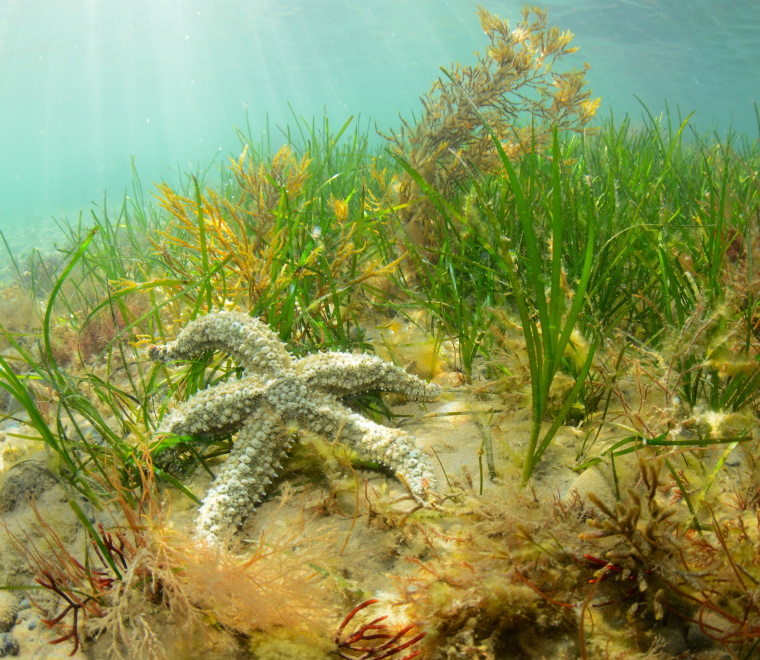 Seagrass and spiny starfish North Wales 