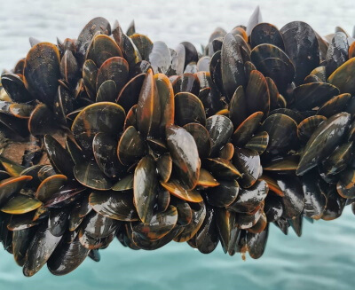 Lyme bay mussels offshore shellfish