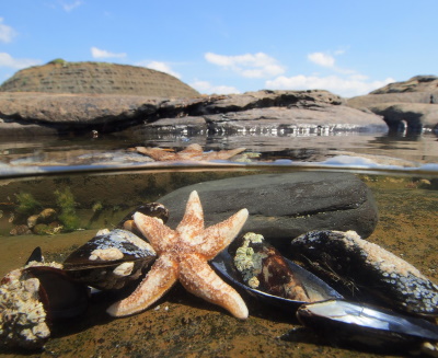 Starfish