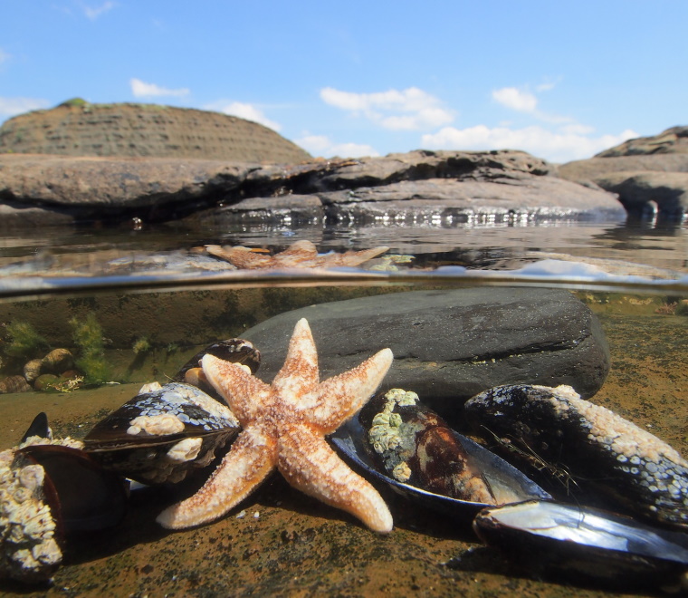 Starfish 