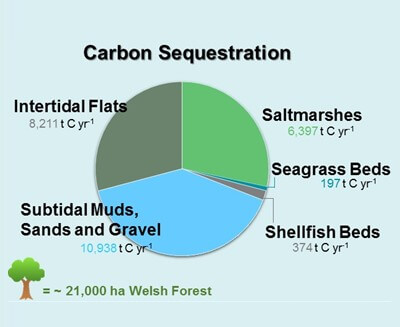 Welsh blue carbon sequestration