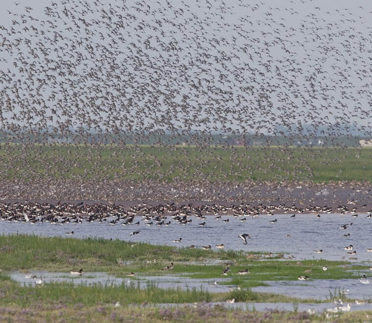 Wader flocks on The Wash in Snettisham, Norfolk (RSPB)