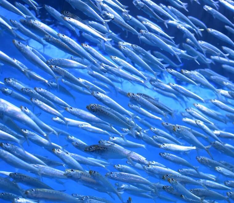 School of sardines 