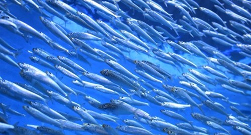School of sardines