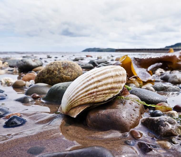Queen scallop shell on a beach 