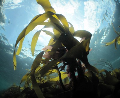 Kelp Andrew Pearson